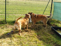 Sorties sur parcours des Chiens